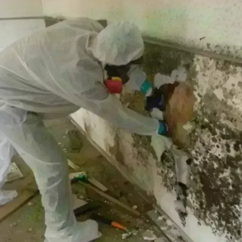 Mold Remediation and Removal in Harrisburg, NE